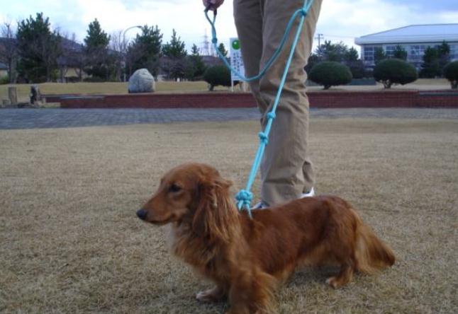 狗狗一出笼子就兴奋乱跑怎么训练,狗狗出门乱跑不跟随主人怎么办