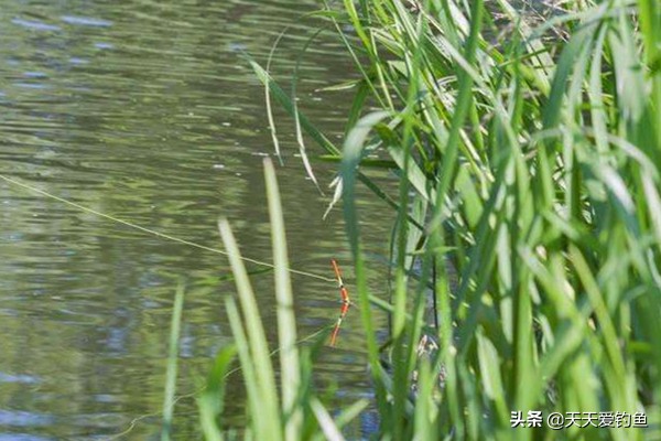 野钓草鱼视频大全完整版,野钓草鱼调漂的正确方法与技巧