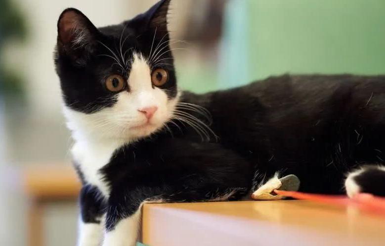 建议穷人养的10种猫性格温顺,什么猫好养而且不贵且不容易得病