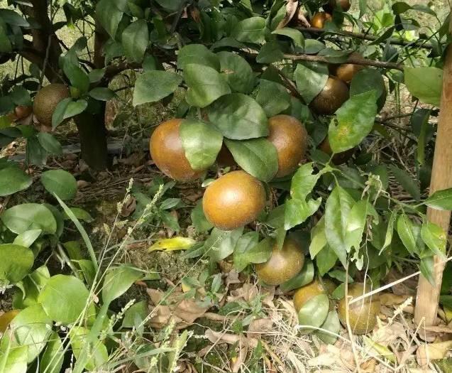 冬季柑橘成熟期红蜘蛛防治,柑橘黄蜘蛛防治技术