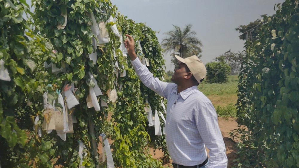 山药种苗繁殖技术,山药育苗留种技术