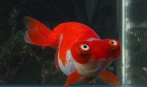 观赏鱼种类大全,观赏鱼鲨鱼的种类