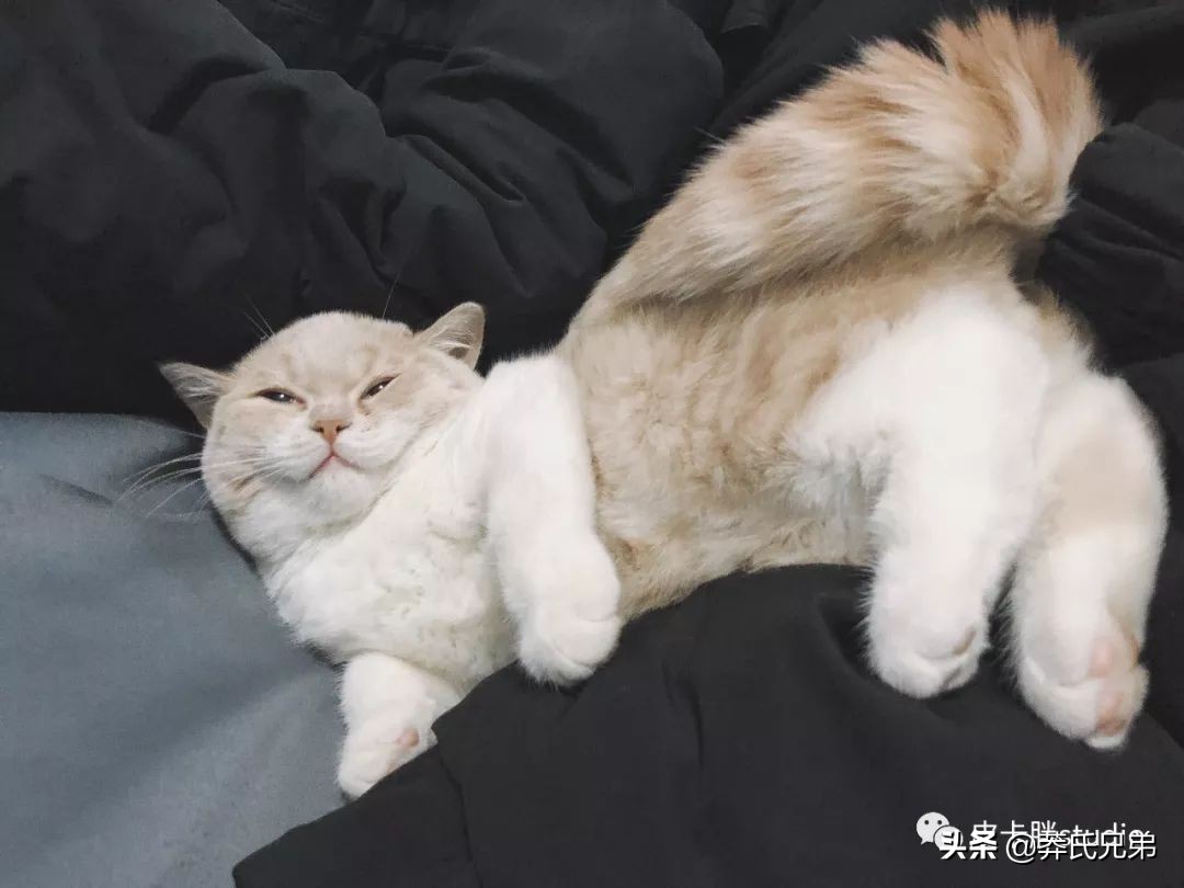可爱小奶猫刚生出成长日记,一只小奶猫的成长过程