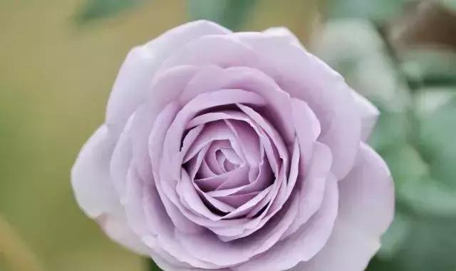 4000种不一样的玫瑰品种大全,100种玫瑰品种图鉴大全