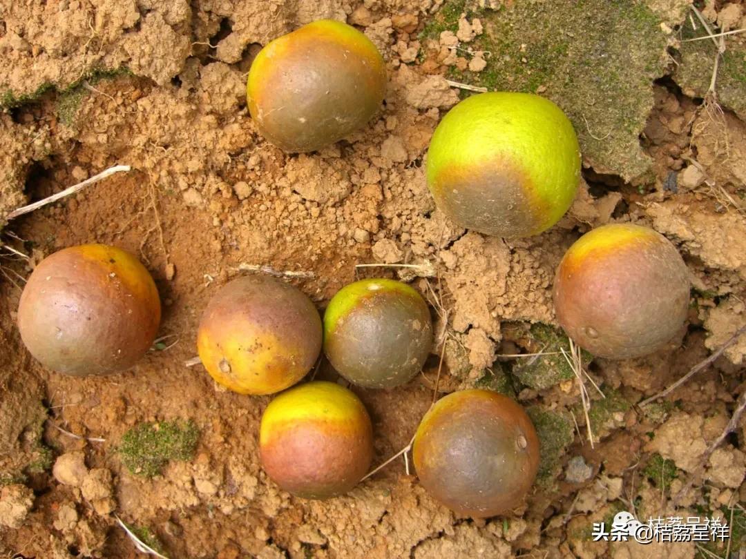 元月份柑桔管理技术,3月份柑桔管理技术