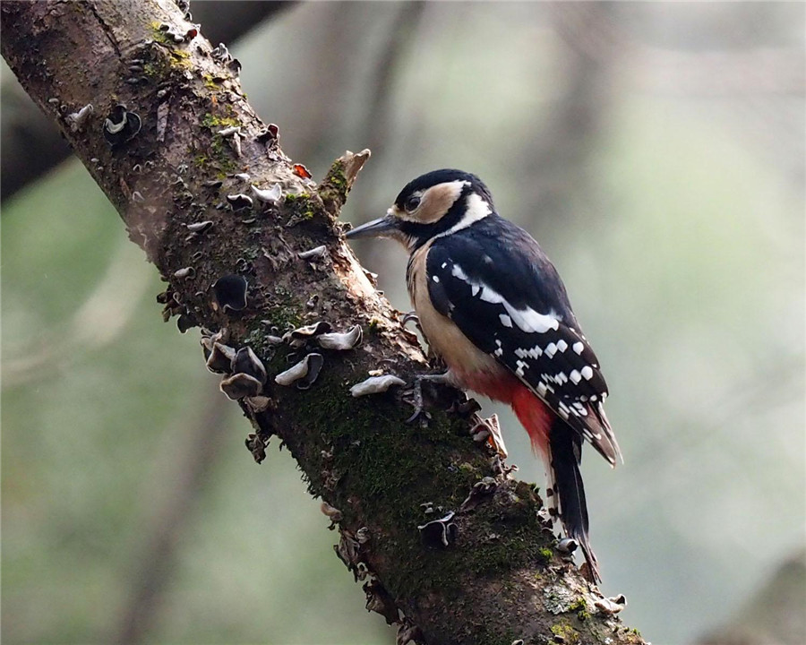 啄木鸟把树啄死,啄木鸟把树啄得千疮百孔能补偿么