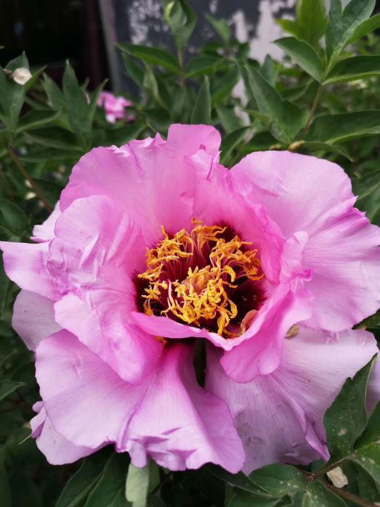 和平牡丹映新城