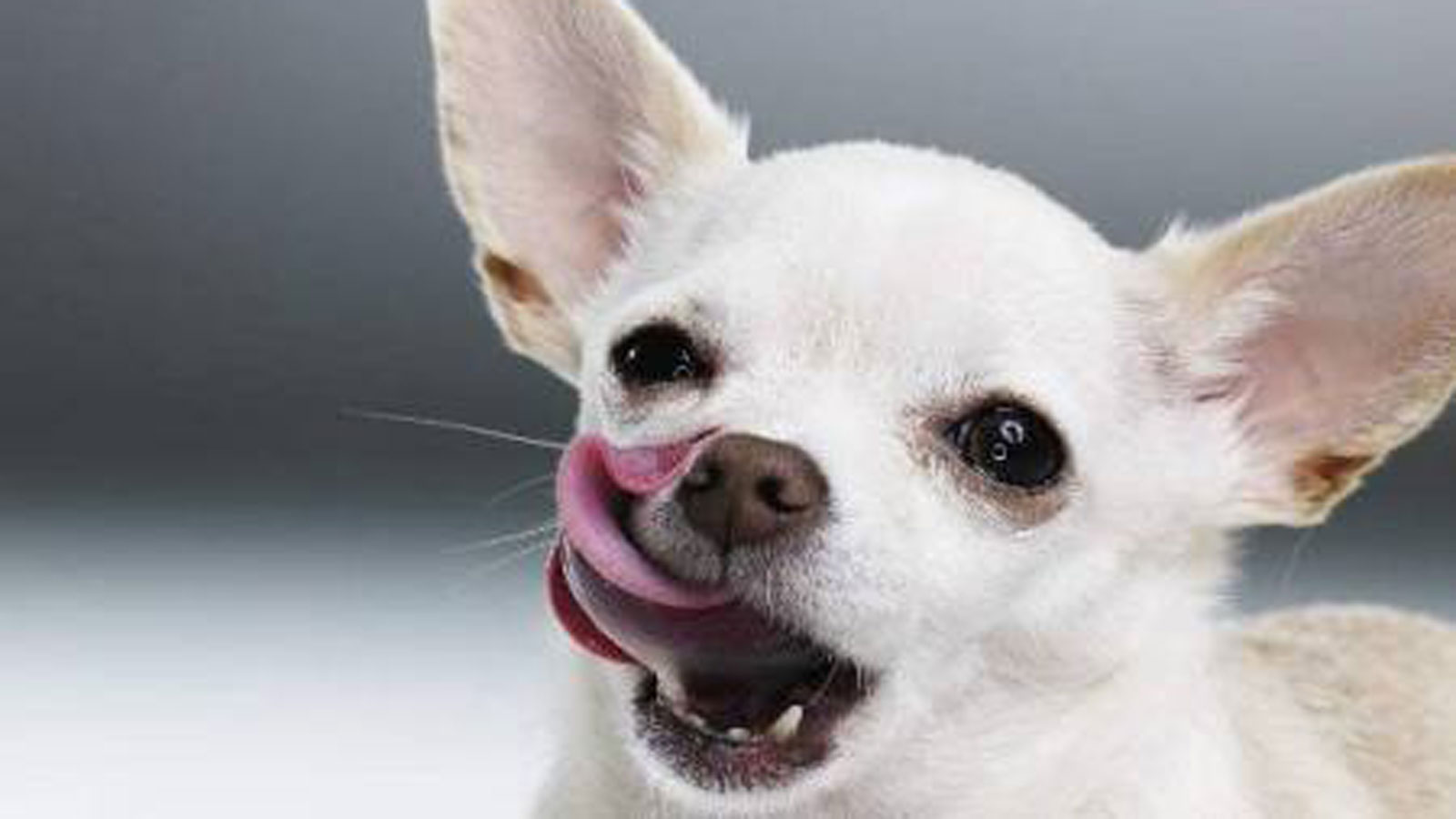 狗粮和自制狗饭交替喂可以吗,没狗粮可以喂什么