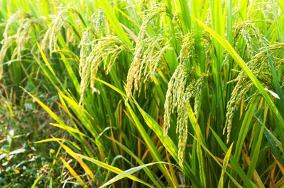 富县水稻产业,富县水稻产业有哪些