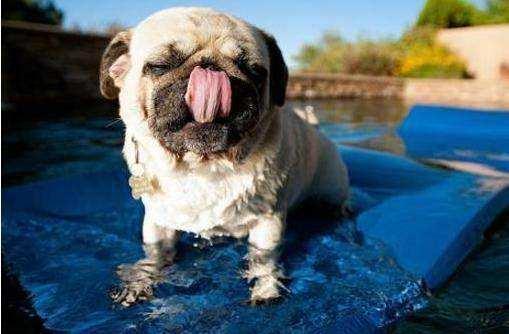 巴哥犬臭怎么解决,巴哥犬体臭怎么消除掉