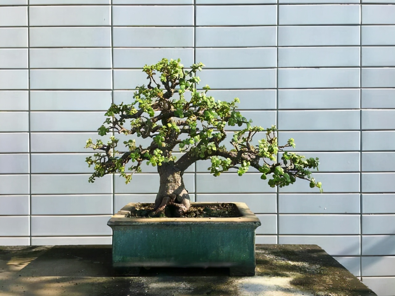 懒人也可以养的盆栽好看又耐活,养不死的盆栽植物排名