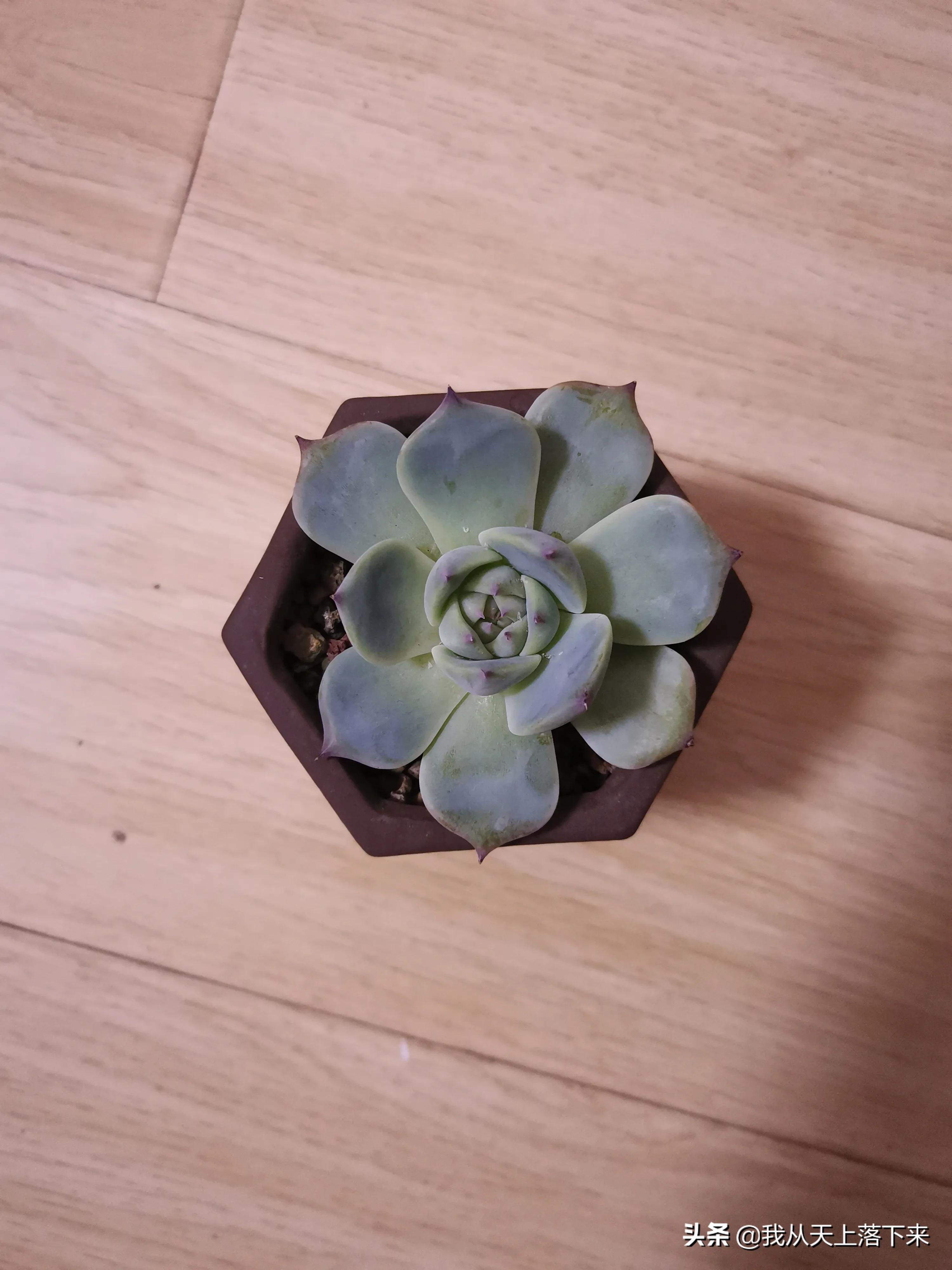 89种常见多肉植物品种图，实物拍摄，还不认识的小伙伴赶紧收藏好