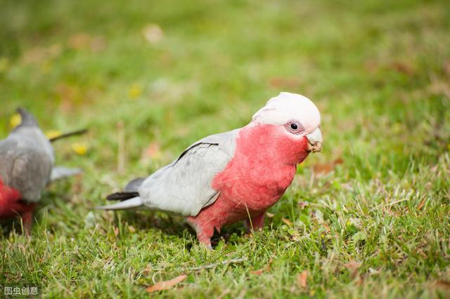 粉红巴丹和玄凤鹦鹉杂交,玄凤鹦鹉配粉红巴丹