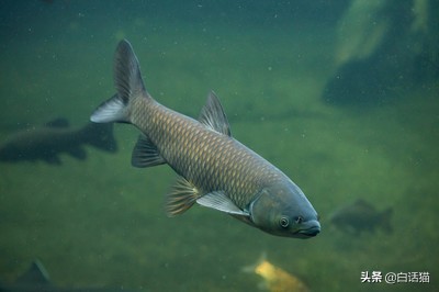 水产养鱼各种鱼病用药,水族箱鱼病诊断与防治图谱