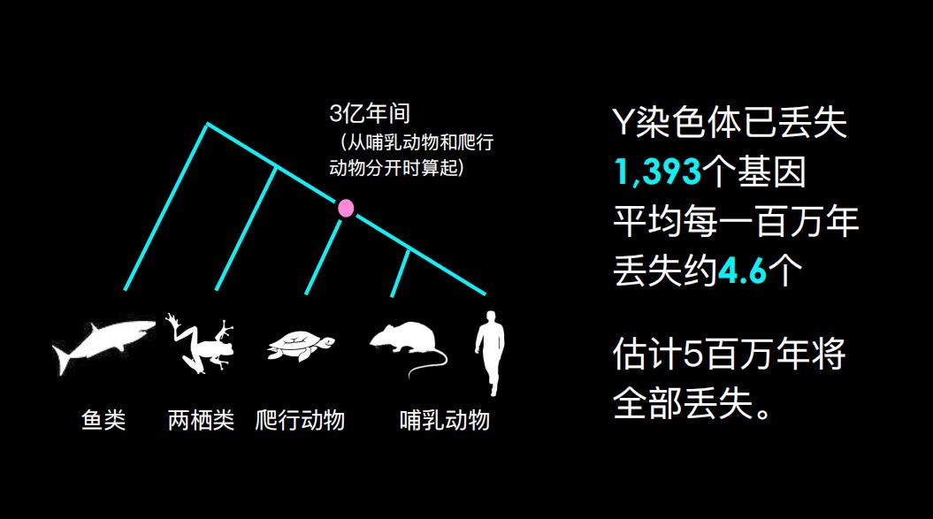 500万年后男性染色体会消失吗,未来男性会消失y染色体吗
