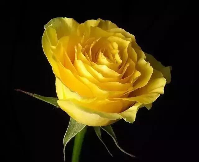 4000种不一样的玫瑰品种大全,100种玫瑰品种图鉴大全