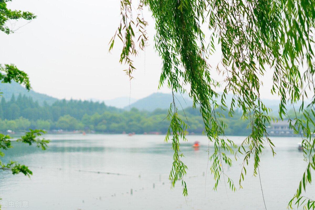 一般的柳树,另类的柳树