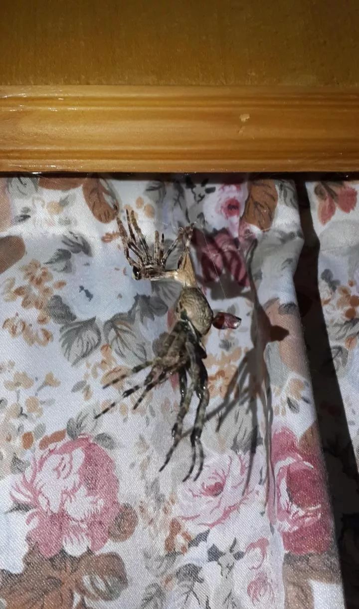 大腹圆蛛幼崽怎么饲养,大腹园蛛可以饲养吗