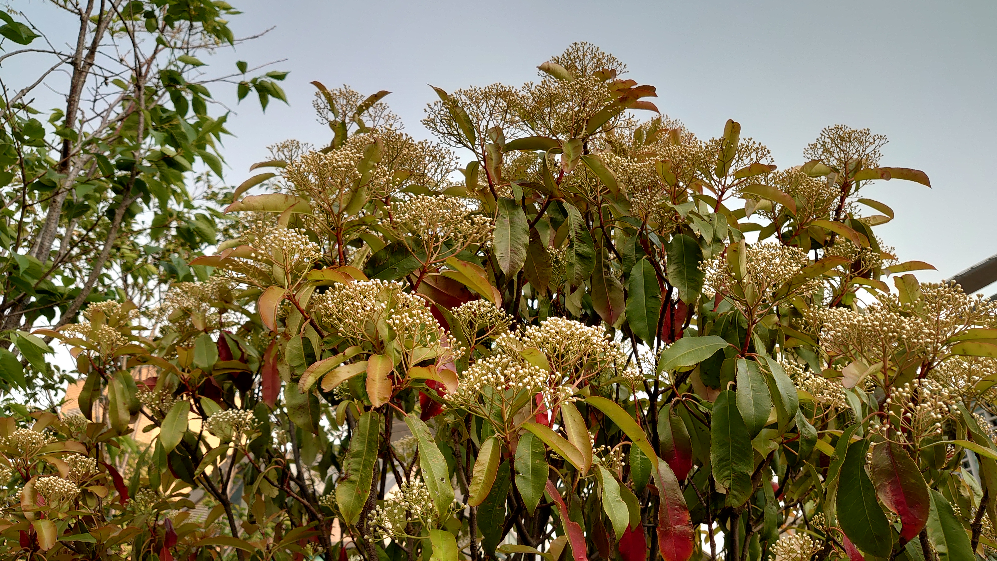 索尼微单手机xperia5i,索尼xperia5ii深度评测