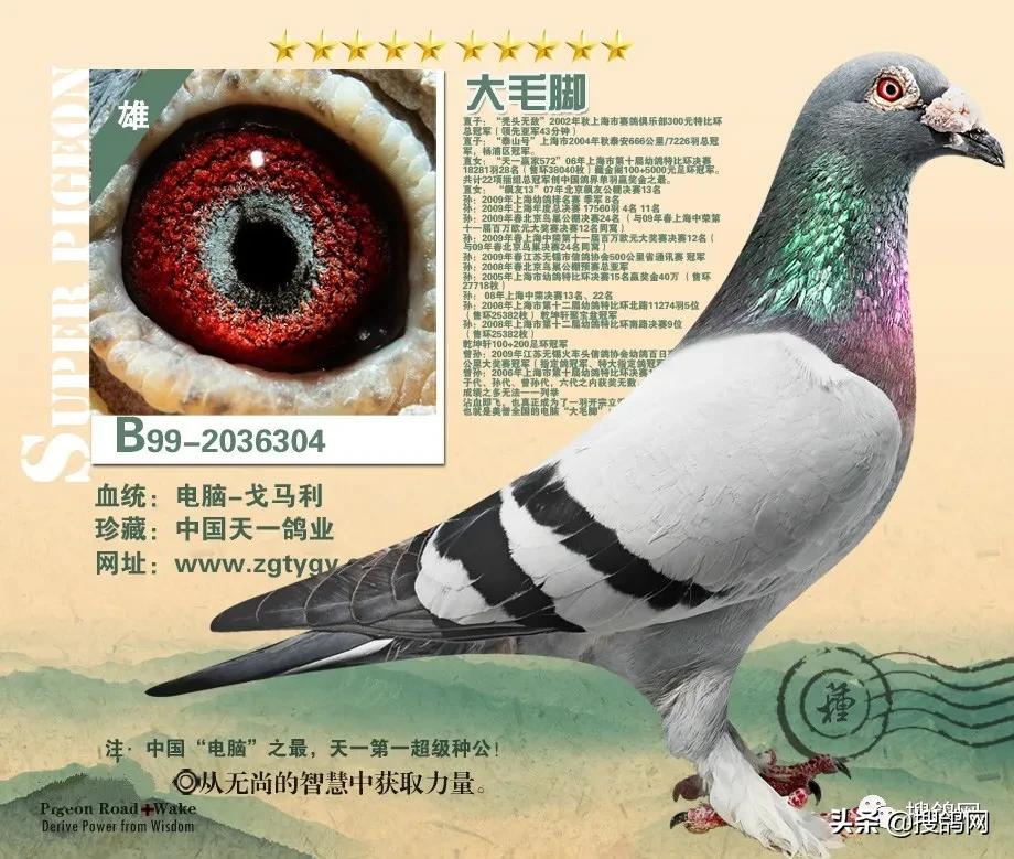 中国顶级种鸽排名,中国赛鸽第一名是谁