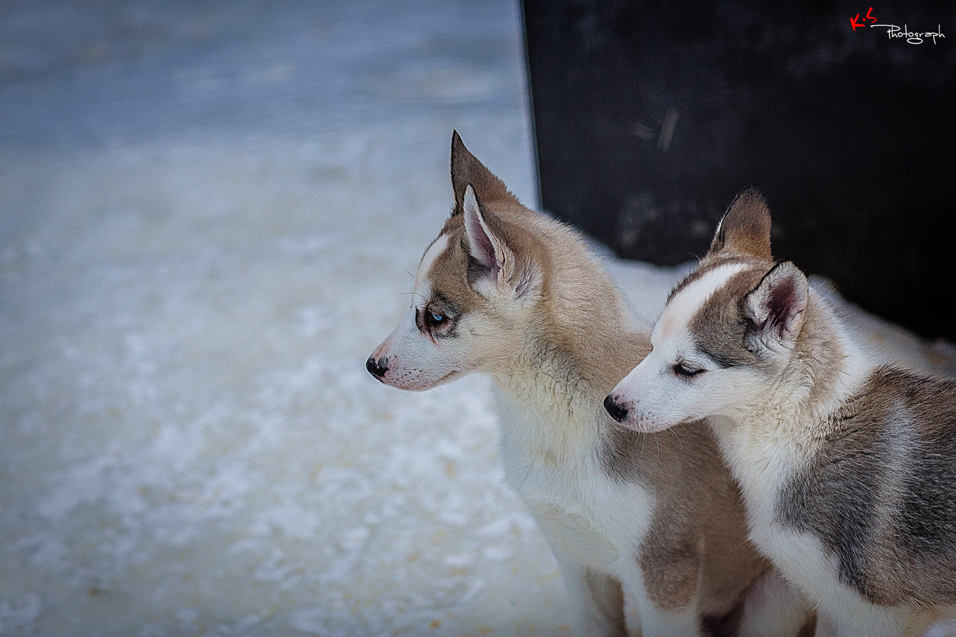果小姐的慢生活烤鸡腿,果小姐的慢生活泰州