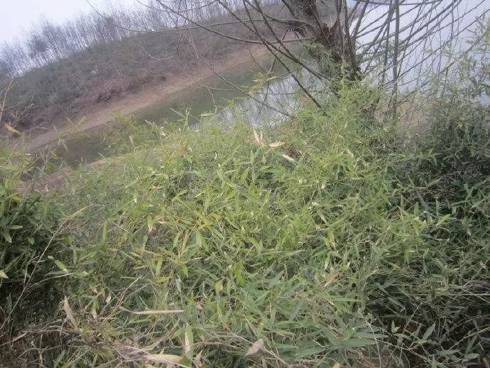 专打竹子但不伤害大树的除草剂,这个超高效除草剂能治30多种杂草