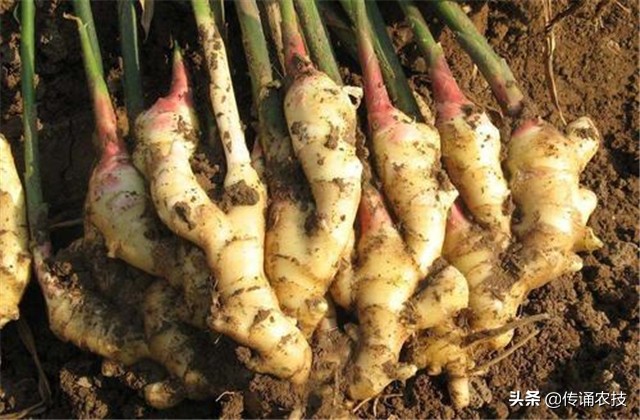 脱毒生姜培育与栽培高产技术,想要生姜种植高产这些技术少不了