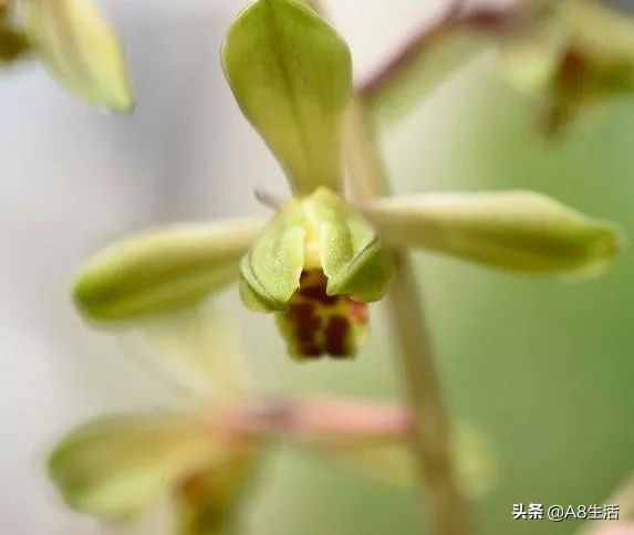 长寿梅蕙兰怎么种植,蕙兰老八种兰花哪一种最好