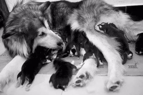 小灰灰的故事大全集,小灰灰的故事