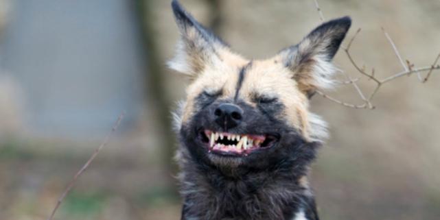 非洲野狗作战能力超过“掏肛”的鬣狗,对外凶狠,对内温馨有爱