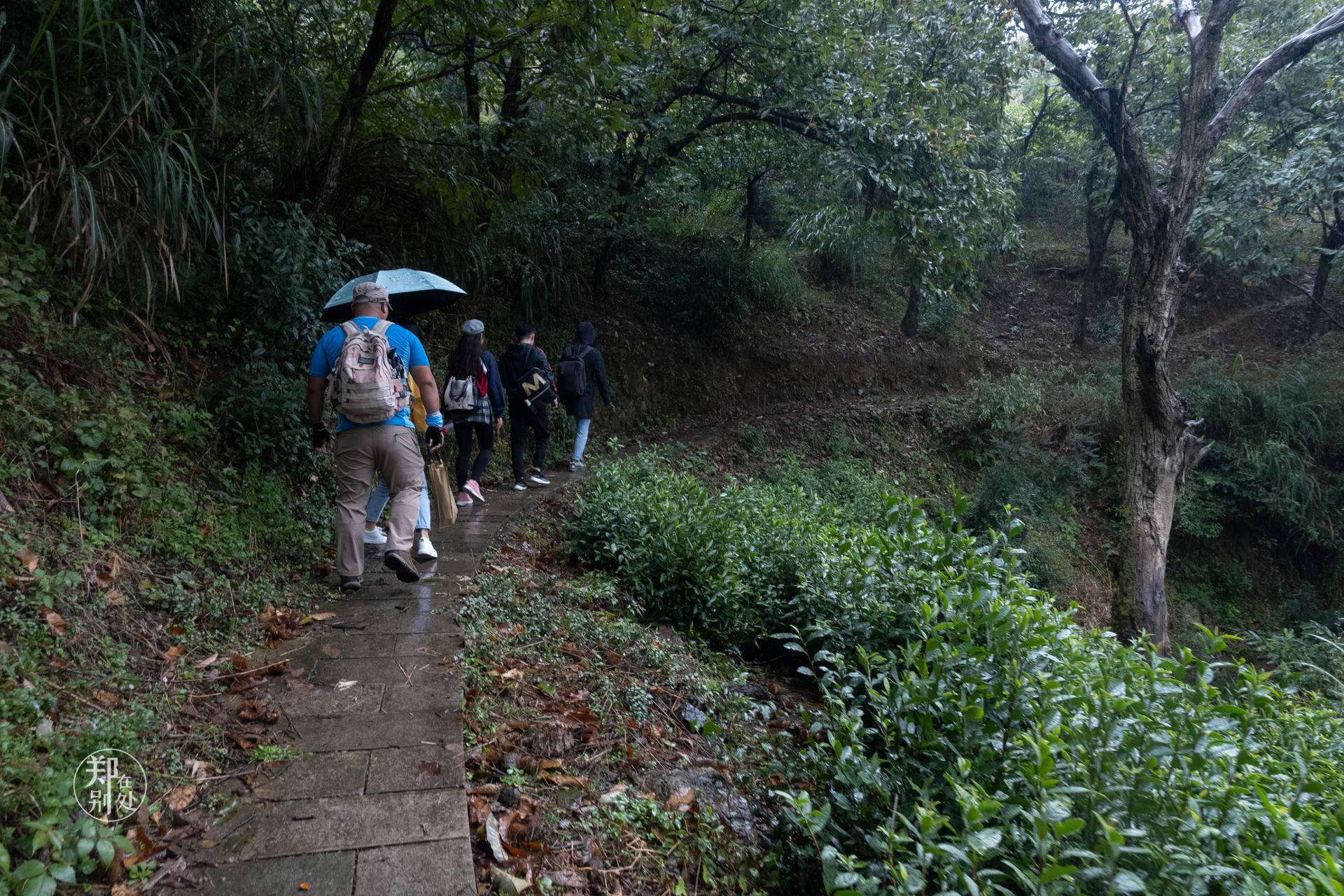 香榧古道,香榧古道徒步路线哪条景色美