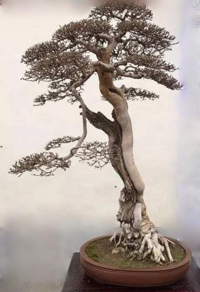 农村山上制作盆景的老树桩,农村盆景原材料