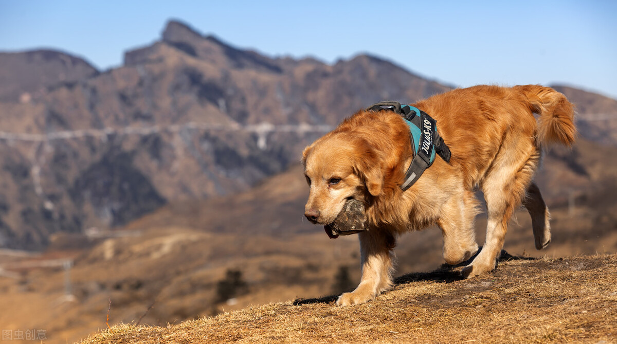 金毛越养越瘦是怎么回事,金毛为什么越来越瘦