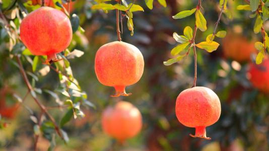 石榴树苗在冬季的正确种植方法,适合在南方种植又好看的石榴