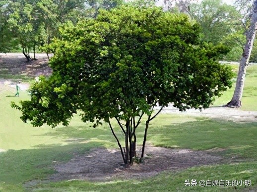 巴西足球给巴西带来了什么,巴西除了足球的历史还有什么历史