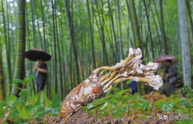 虫草菌是真菌还是僵尸,虫草菌真的可以把人变成僵尸吗