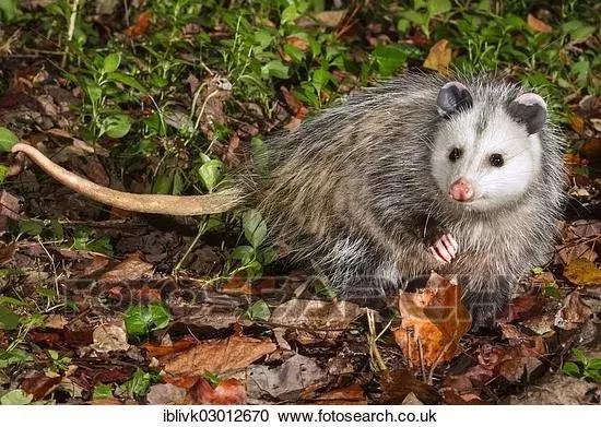 两个眼睛都是斗鸡眼是不是聪明,一对斗鸡