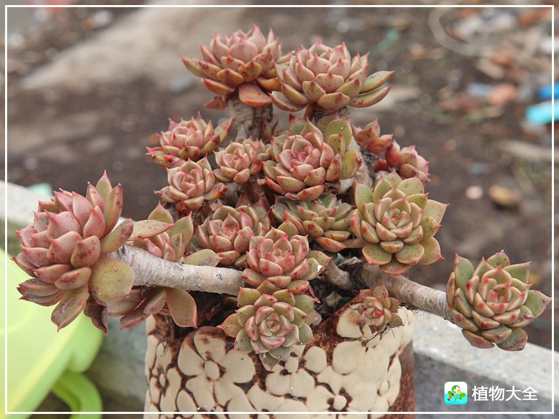 艾格尼亚多肉植物,多肉植物奥利维亚