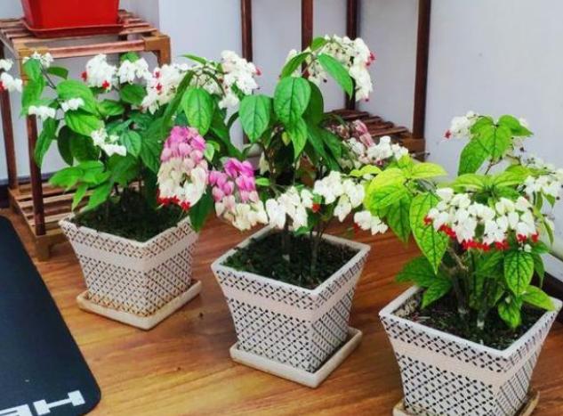 盆栽泥土结块,盆栽土流失怎样加土