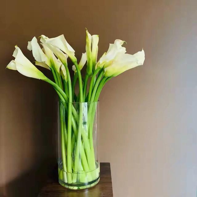 马蹄莲鲜切花焦了的养护方法,马蹄莲鲜切花怎么养护和管理