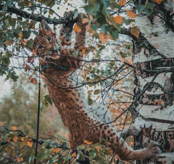 想养猫又怕被猫抓,俄罗斯养猞猁