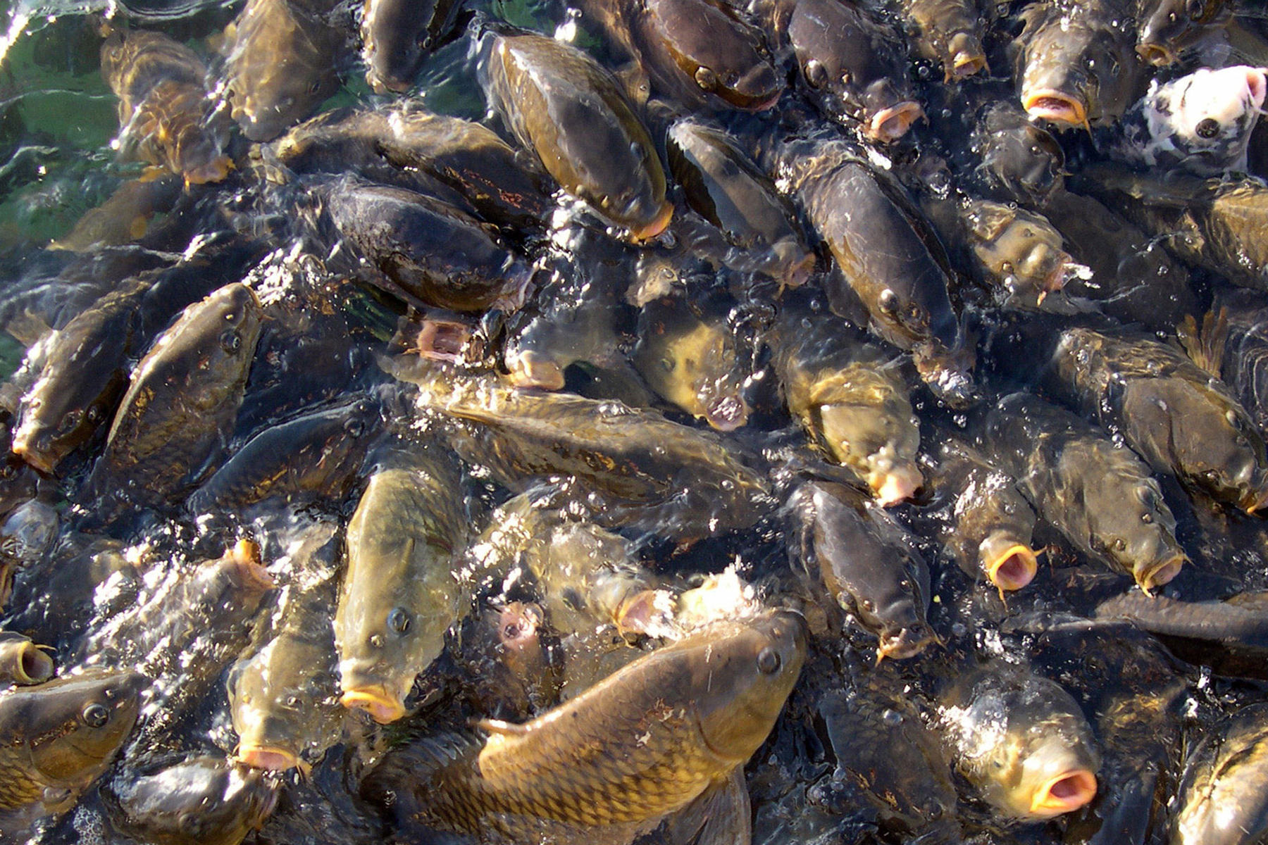 什么香精气味诱鱼最好,什么化学剂诱鱼最强