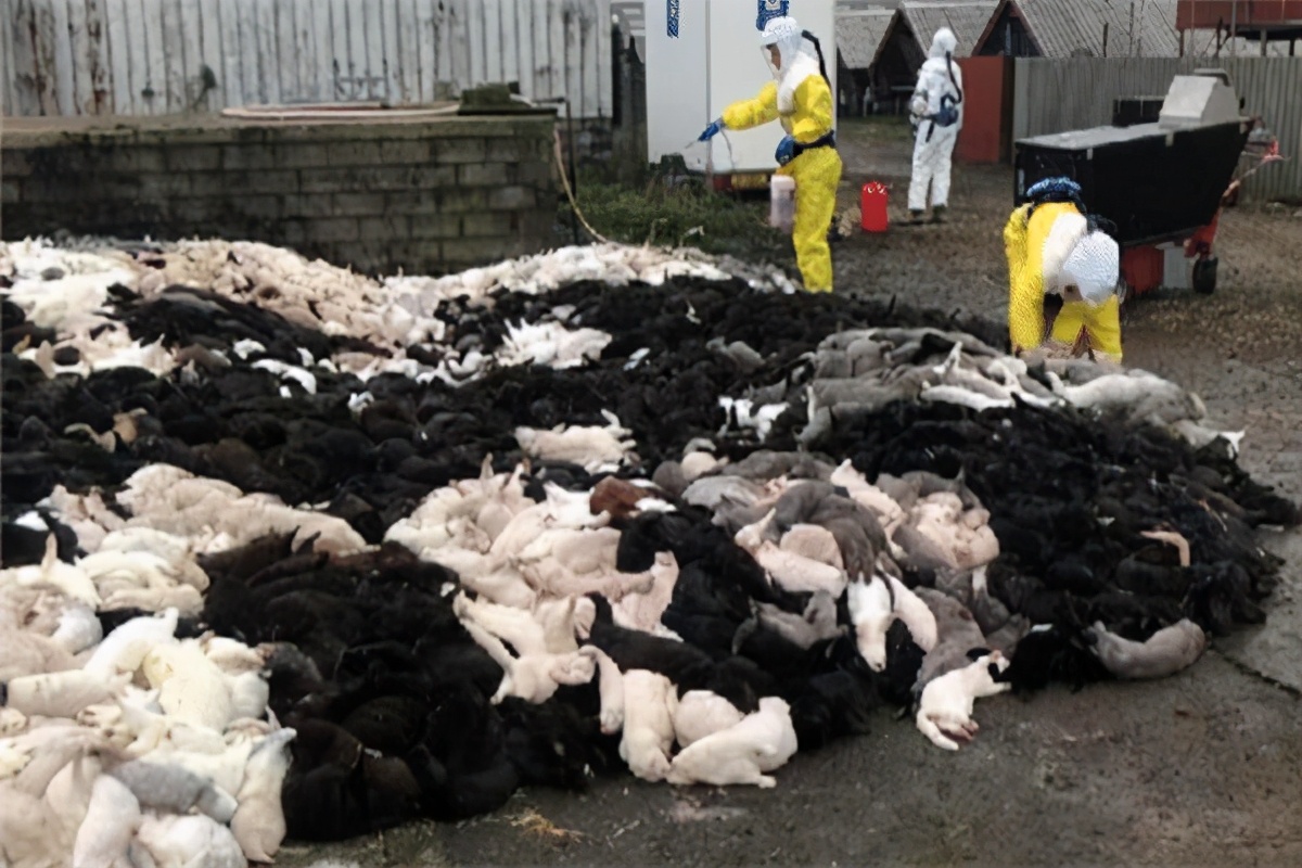 丹麦扑杀水貂对养貂界有何影响,丹麦为什么杀水貂