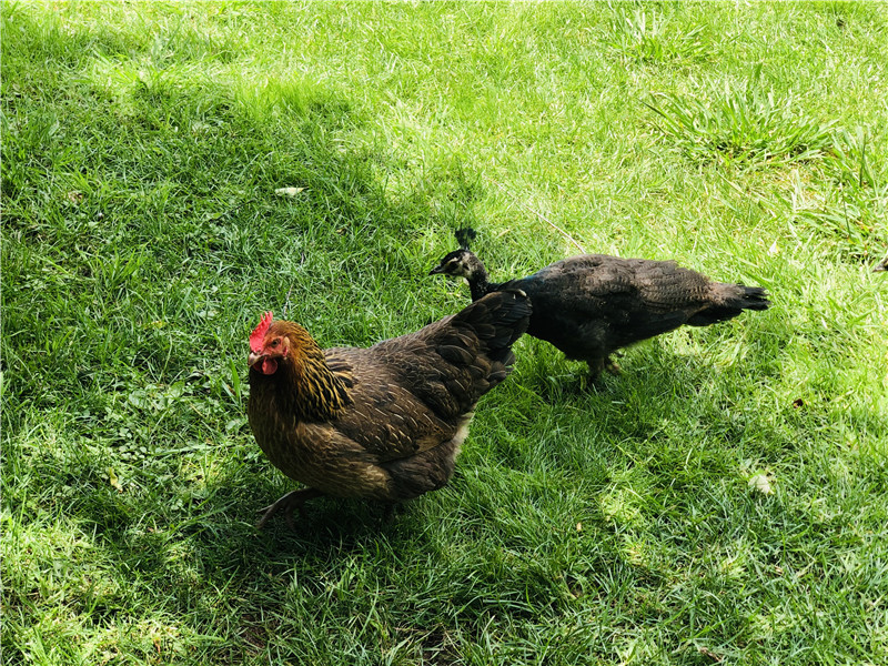 2只老母鸡孵出八只蓝孔雀,云南一高校母鸡孵出孔雀