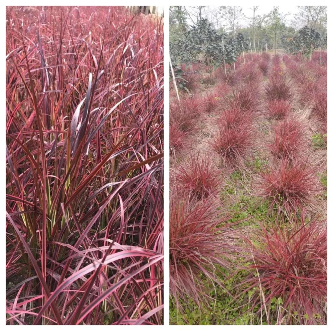鑻椾粨浼氬憳,鑻椾粨浼氬憳鏈嶅姟