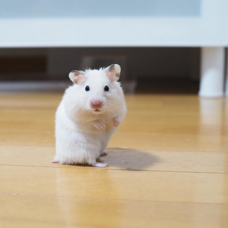 仓鼠试吃肥宅快乐水，因味道太好表示还要喝，但主人坚决不喂