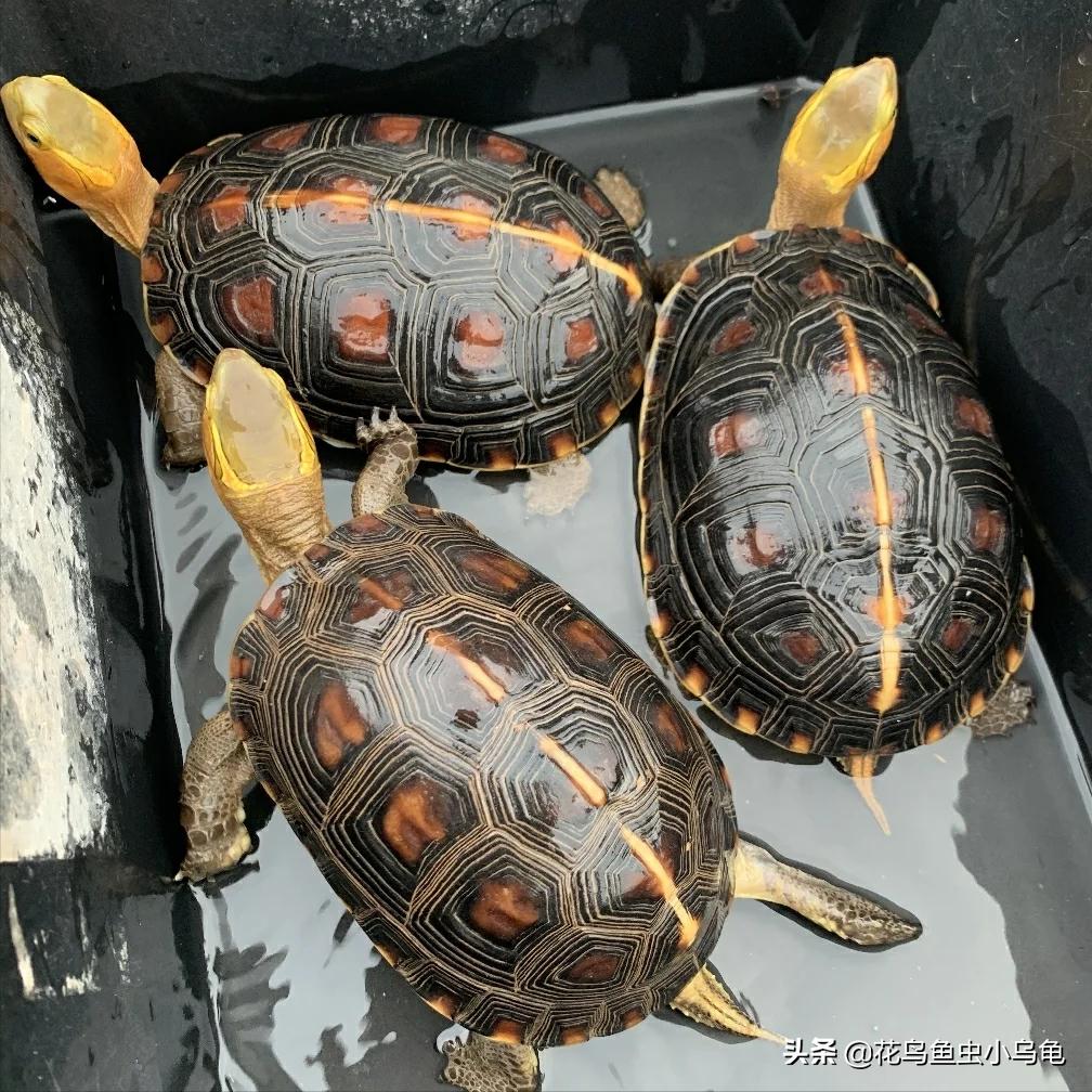 怎么养乌龟能让乌龟认主人,新手养乌龟建议养什么乌龟