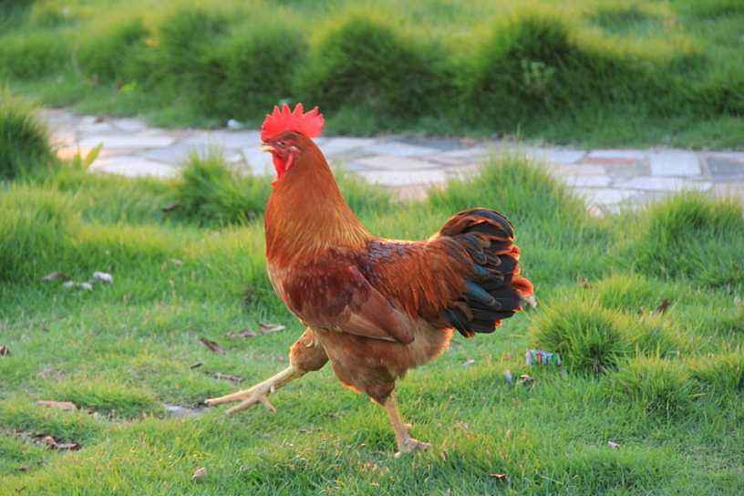 公鸡是怎么繁衍下一代的,公鸡是如何繁衍后代的