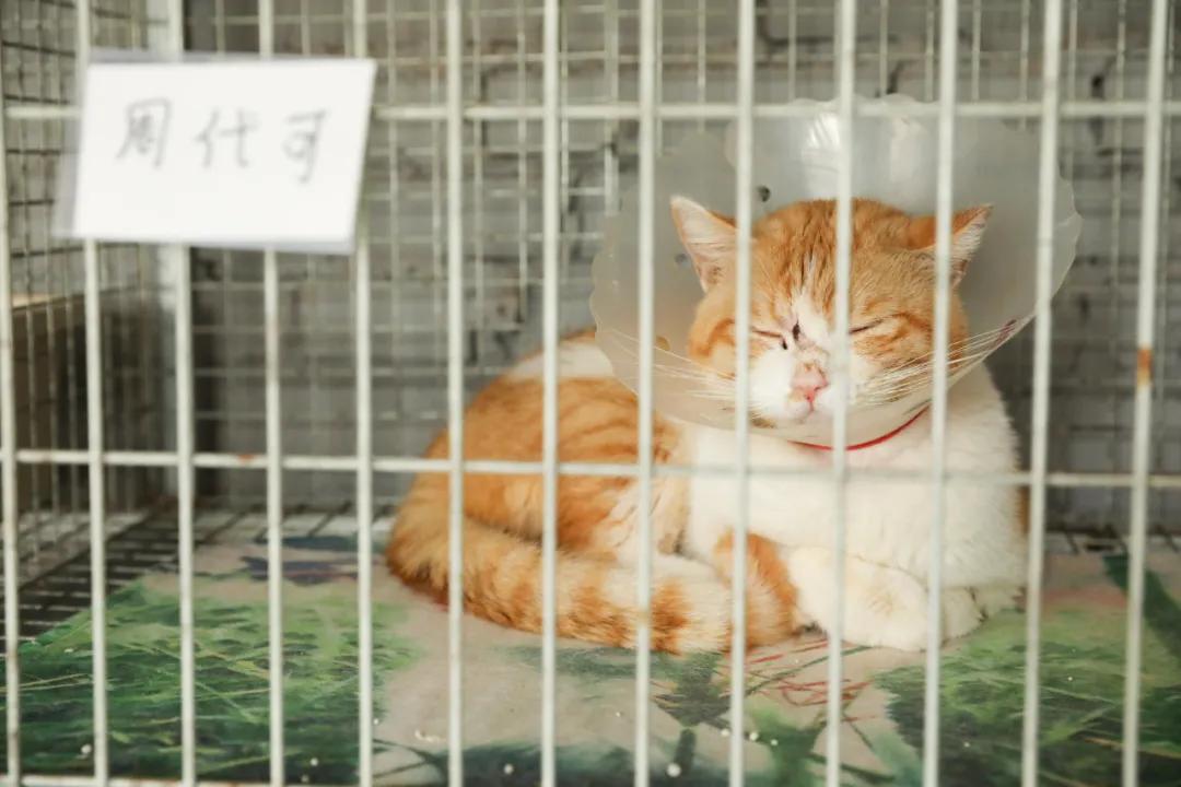 流浪动物救助者,流浪动物被救助感人事件