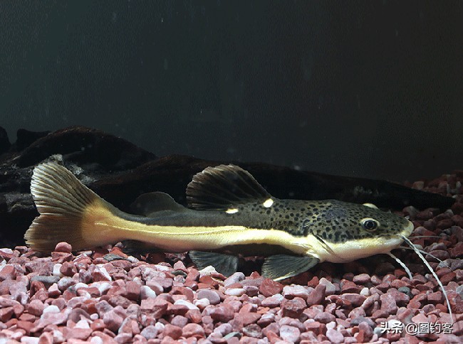 招财猫鲶鱼幼崽,招财猫亚马逊河流